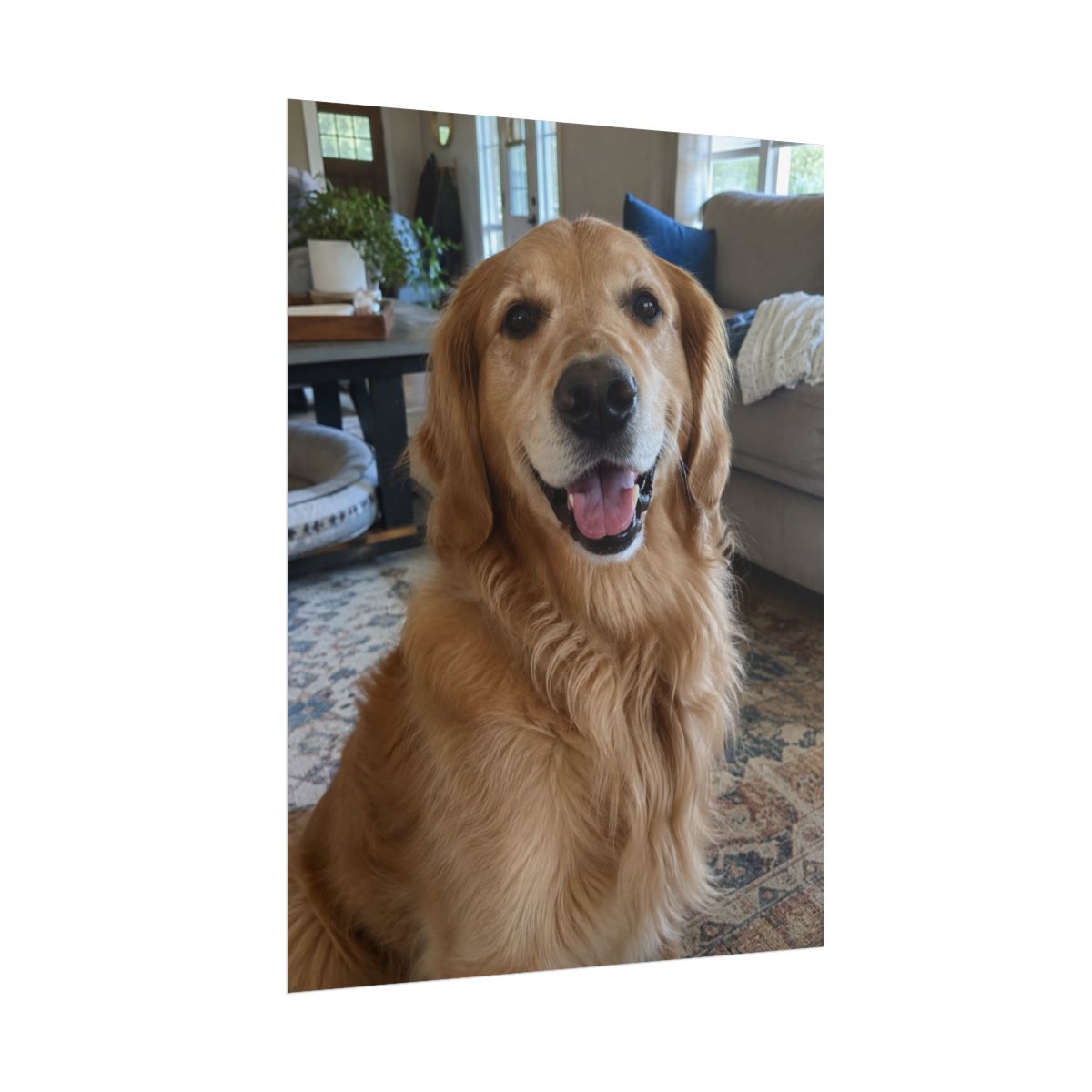 Side view of the unframed matte poster showing the sample pet photograph