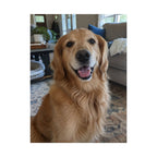 Sample golden retriever photograph printed on the matte 12 × 16 inch Jondo poster